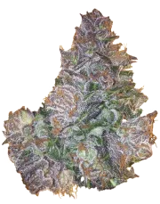 Berry Bomb Regular – Bomb Seeds – Regulär