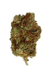 Big Bomb – Bomb Seeds – Feminisiert