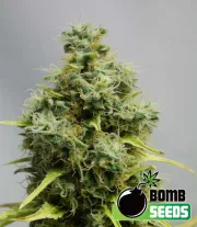 Big Bomb – Bomb Seeds – Feminisiert