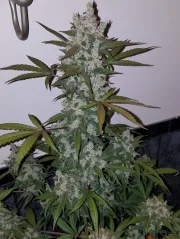 Girl Scout Cookies Auto – FastBuds – Autoflowering