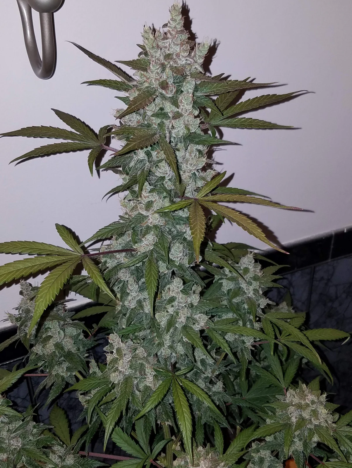Girl Scout Cookies Auto – FastBuds – Autoflowering
