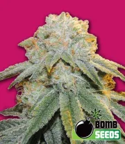 Bubble Bomb – Bomb Seeds – Feminisiert