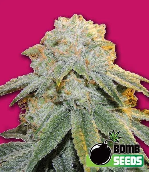 Bubble Bomb – Bomb Seeds – Feminisiert