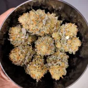 Mokum’s Tulip