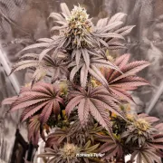 Mokum’s Tulip