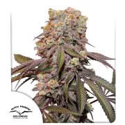 Auto Candy Bubatz XL