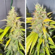 Auto Candy Bubatz XL