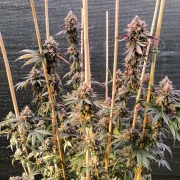 GMO Fast