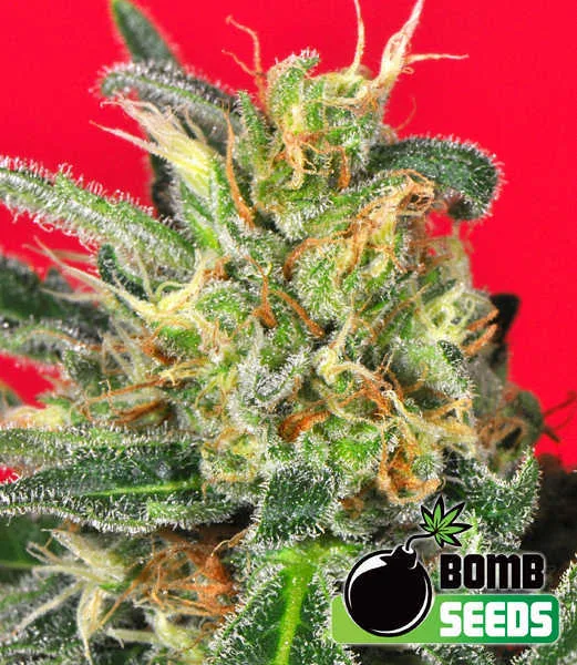 Cluster Bomb – Bomb Seeds – Feminisiert