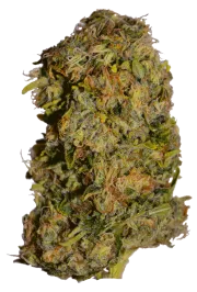 Cluster Bomb – Bomb Seeds – Feminisiert