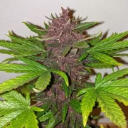 CBD Auto Blackberry Kush