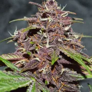 CBD Auto Blackberry Kush