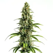Chocolopez – BlimBurn Seeds – Feminisiert