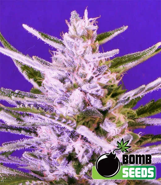 Ice Bomb – Bomb Seeds – Feminisiert