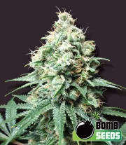 Kush Bomb – Bomb Seeds – Feminisiert