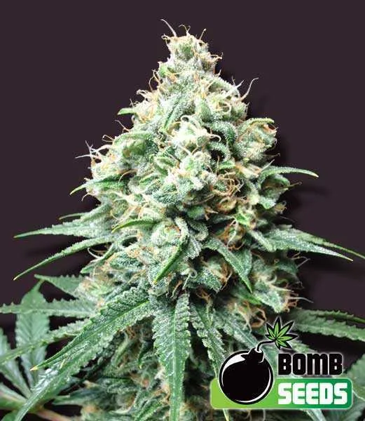 Kush Bomb – Bomb Seeds – Feminisiert
