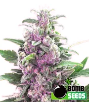 THC Bomb – Bomb Seeds – Regulär