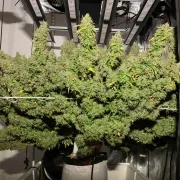 Acapulco Gold Auto – Auto Seeds – Autoflowering