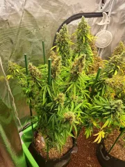Rainbow Glue Auto – Auto Seeds – Autoflowering