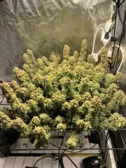 Rainbow Glue Auto – Auto Seeds – Autoflowering