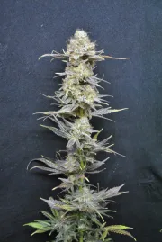 CBD Nordle – CBD Crew – Feminisiert