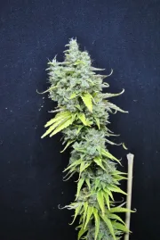 CBD Skunk Haze – CBD Crew – Feminisiert