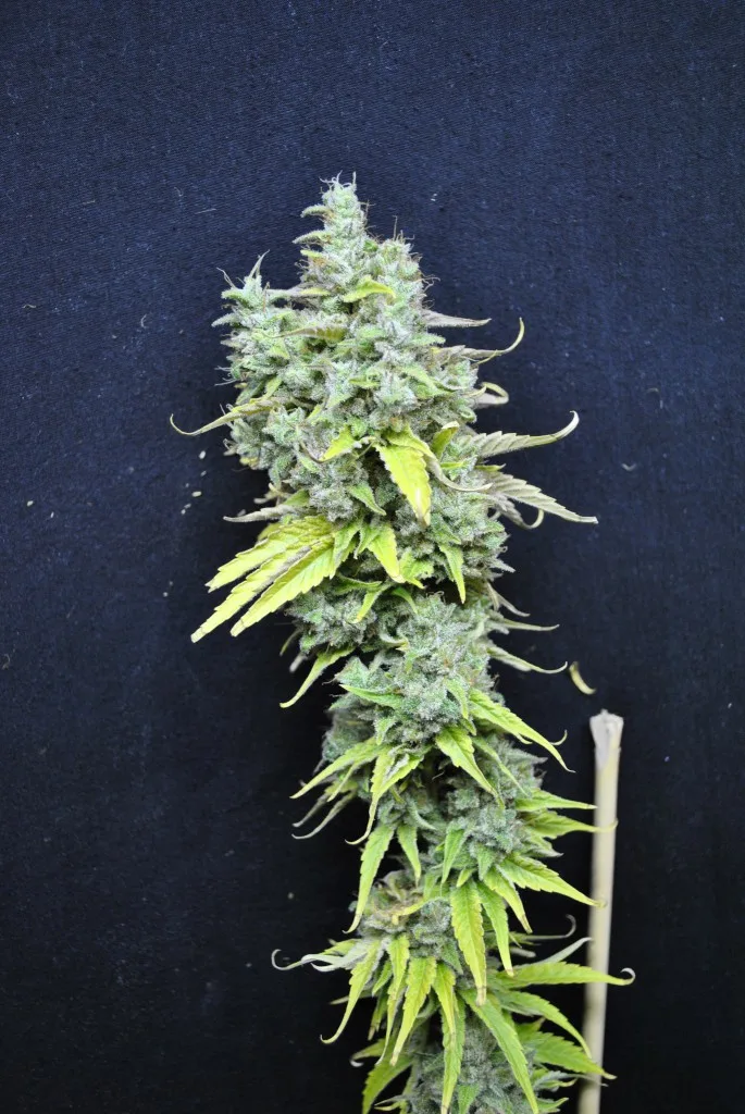 CBD Skunk Haze – CBD Crew – Feminisiert