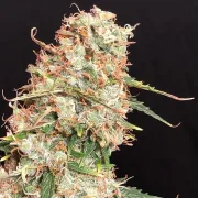 Auto Masszar – Critical Mass Collective – Autoflowering