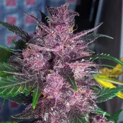Auto Mendo Mass – Critical Mass Collective – Autoflowering