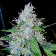 Auto Monster Mass – Critical Mass Collective – Autoflowering