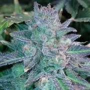 Auto Purple Skunk Mass – Critical Mass Collective – Autoflowering