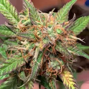 Auto Sour Melon Mass – Critical Mass Collective – Autoflowering