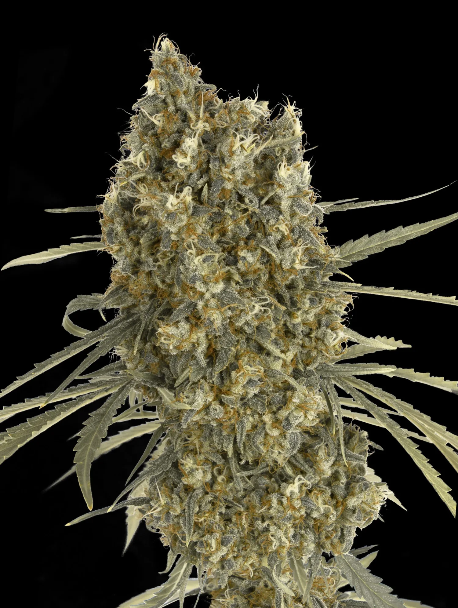 Auto Jack Herer – Advanced Seeds – Autoflowering