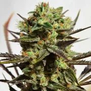 Delicious Candy – Delicious Seeds – Feminisiert