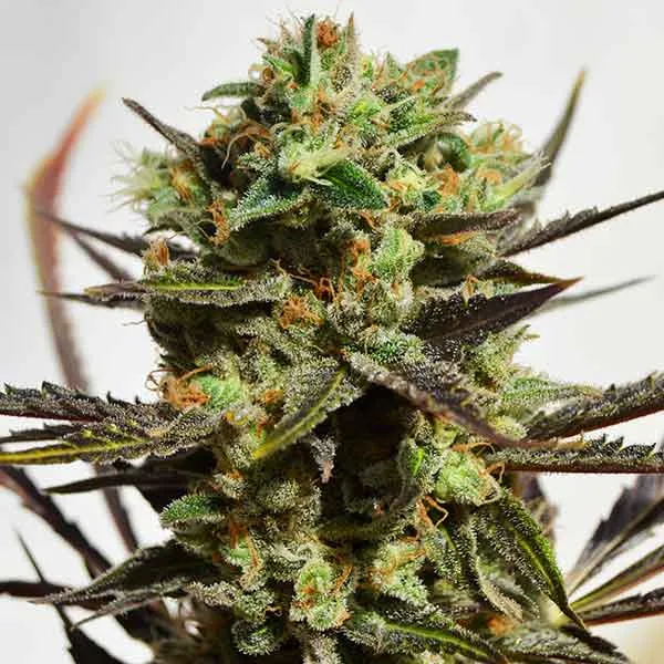 Delicious Candy – Delicious Seeds – Feminisiert