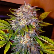 Delicious Caramelo – Delicious Seeds – Feminisiert