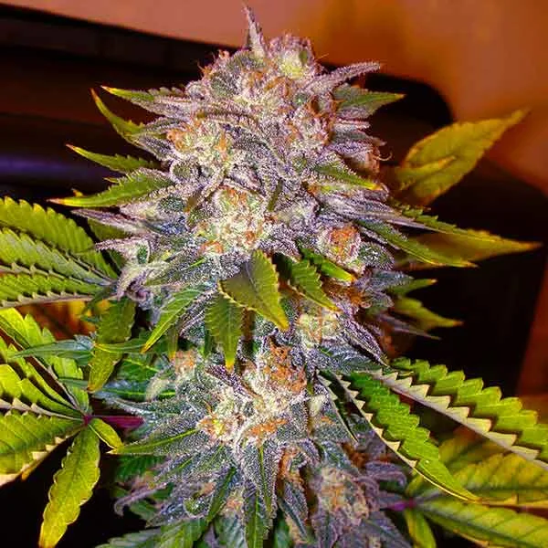 Delicious Caramelo – Delicious Seeds – Feminisiert