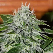 Delicious Critical Jack Herer – Delicious Seeds – Feminisiert