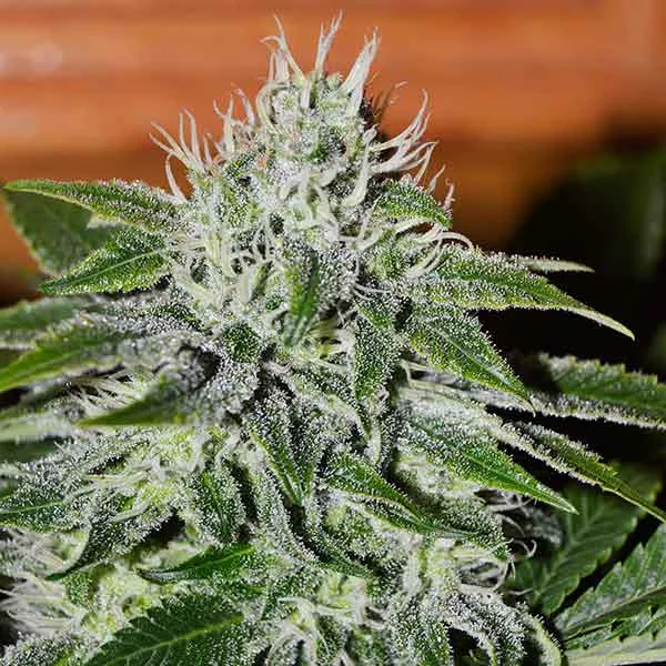 Delicious Critical Jack Herer – Delicious Seeds – Feminisiert