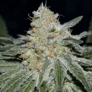 Delicious Critical Neville Haze – Delicious Seeds – Feminisiert
