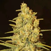 Delicious Critical Sensi Star – Delicious Seeds – Feminisiert