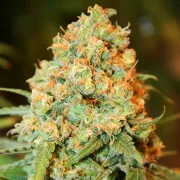 Delicious Critical Super Silver Haze – Delicious Seeds – Feminisiert