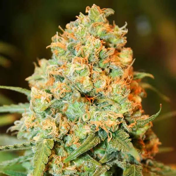 Delicious Critical Super Silver Haze – Delicious Seeds – Feminisiert