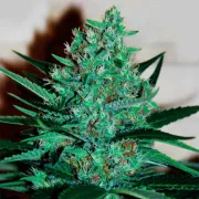 Delicious Fruity Chronic Juice – Delicious Seeds – Feminisiert