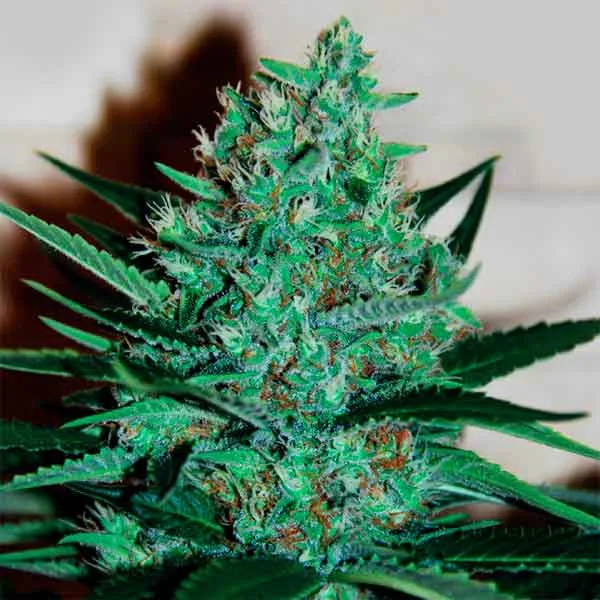 Delicious Fruity Chronic Juice – Delicious Seeds – Feminisiert