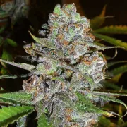 Delicious La Diva Auto – Delicious Seeds – Autoflowering