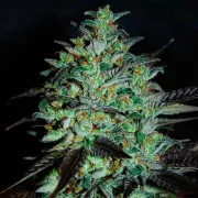 Delicious Marmalate – Delicious Seeds – Feminisiert