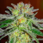 Delicious Northern Light Blue – Delicious Seeds – Feminisiert