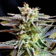 Delicious Sugar Black Rose – Delicious Seeds – Feminisiert
