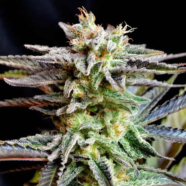 Delicious Sugar Black Rose – Delicious Seeds – Feminisiert